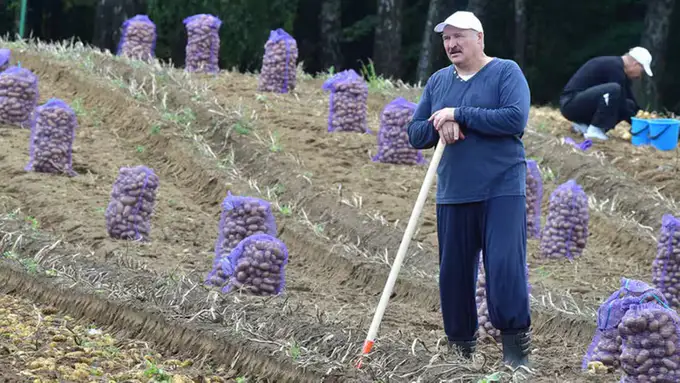 Lukashenko kartoshkalarni Rossiyaga “munosib narxlarda” sotishni buyurdi