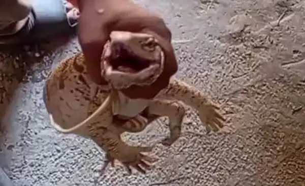  Buxoroda echkiemarga nos chektirgan fuqaroga jazo tayinlandi