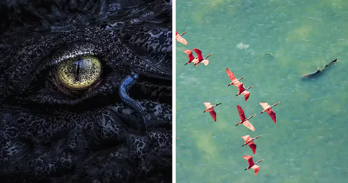 Yovvoyi tabiatning yashirin olami: Mangrove Photography Awards 2025 tanlovida e’tirof etilgan 16 ta go‘zal surat