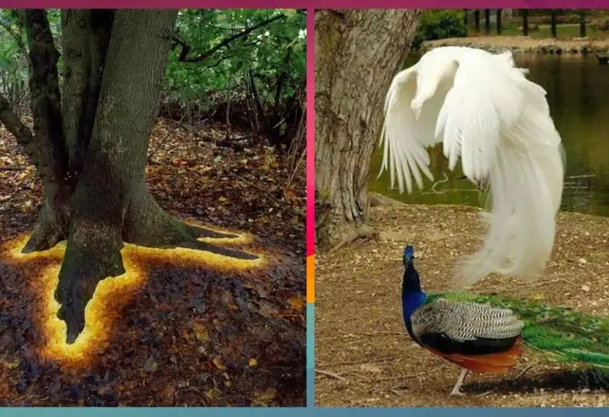 Fotoshopsiz ham go‘zal olam: hayratga soluvchi 20 ta mo‘jizaviy surat