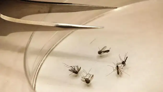 Yevropada xavfli virus tarqalmoqda: o‘lim holatlari qayd etildi 