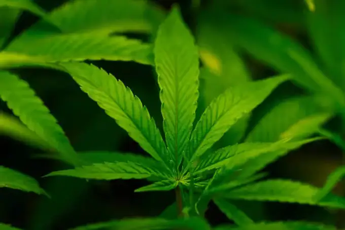 AQSH kannabisni uncha xavfli bo‘lmagan dori turiga kiritadi