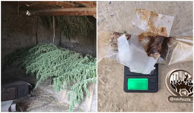 Samarqandda fuqaroning xonadonidan 25 kilodan ortiq marixuana oʻsimligi topildi