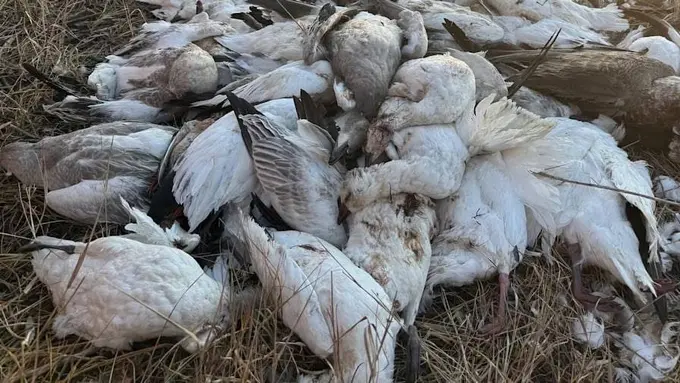 Fransiyada parranda grippi avj olmoqda
