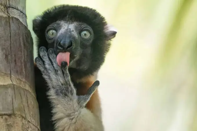 Comedy Wildlife Awards: yovvoyi tabiatning eng kulgili fotosuratlari tanlovi finalchilari ma’lum bo‘ldi