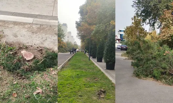 В хокимияте Ташкента прокомментировали вырубку 144 деревьев