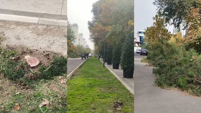 Jarimadan tortib qamoqqacha. Moratoriy davrida daraxtlarni kesganlik uchun qanday javobgarliklar mavjud?