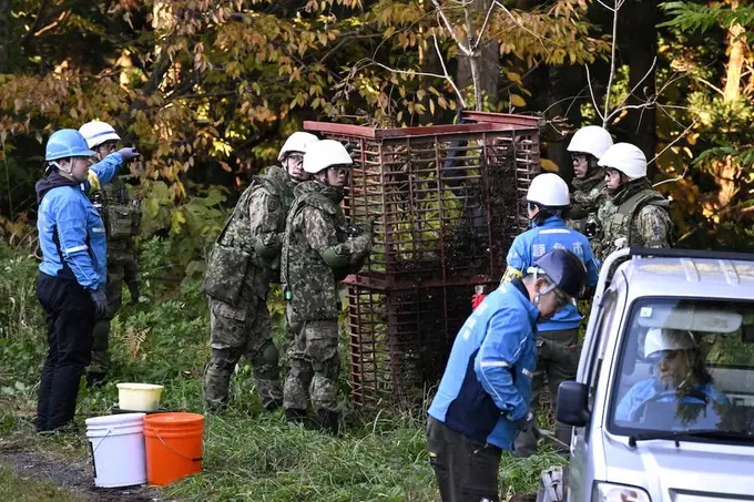 Японияда айиқларга қарши курашиш учун ҳарбийлар сафарбар этилди