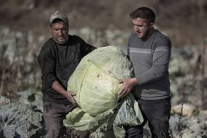 Turkiyalik fermer har biri 57 kg og‘irlikdagi karamlarni yetishtirdi (foto)