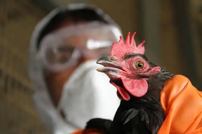 Dunyoda ilk bor H5N5 parranda grippidan odam oʻlimi qayd etildi
