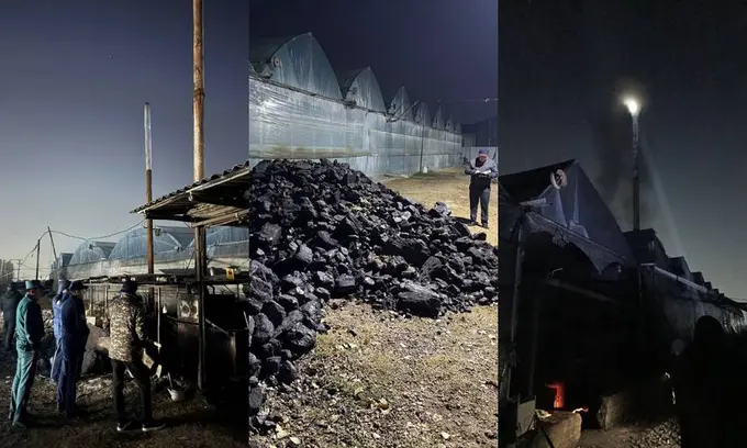 Toshkent shahri va viloyatida yarim tunda issiqxonalarga reyd uyushtirildi