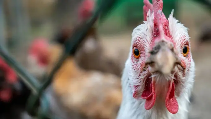 Parranda grippi koronavirusdan ham xavfliroq pandemiya keltirib chiqarishi mumkin