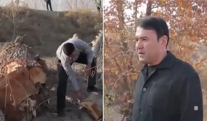 Samarqandda kanal boʻyidagi daraxtlar “Mirza-pay” irrigatsiya tizimlari boshqarma boshligʻi topshirigʻiga asosan kesilgani bildirildi