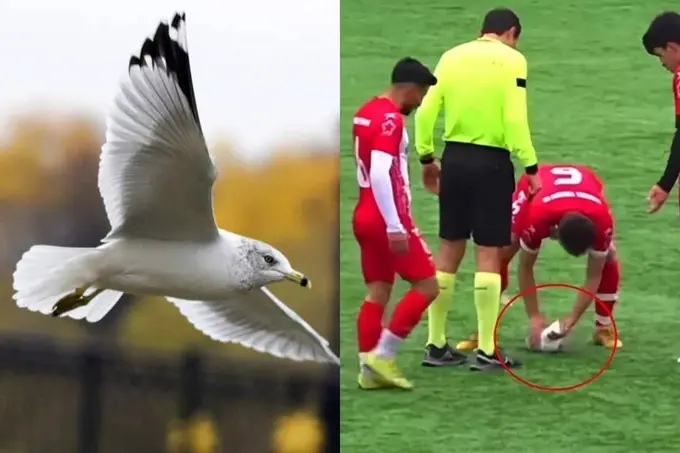 Turkiyada futbolchi to‘p bilan urib tushirgan chag‘alayni hayotga qaytardi (video)