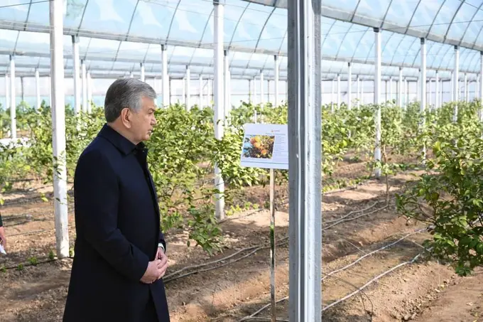 President of Uzbekistan urges development of tropical fruit and citrus cultivation in Surkhandarya