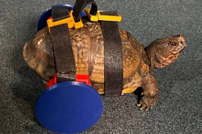 Orqa oyoqlari yo‘q toshbaqaga 3D printer yordamida “nogironlar aravachasi” yasab berildi (foto)