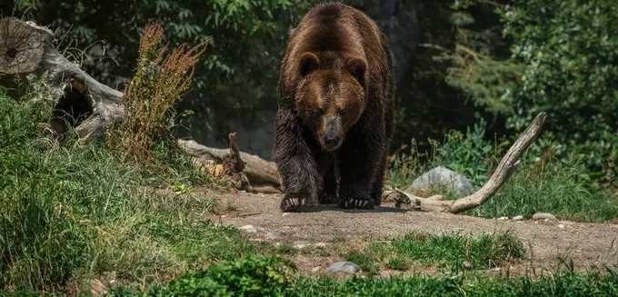 Yaponiyalik keksa erkak ayiq iniga tushib ketib, tayoqlar yordamida qutulib qoldi