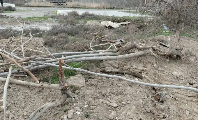 Тошкент вилоятида 121 туп дарахт ноқонуний кесилиб, табиатга 1 млрд сўмдан ортиқ зарар етказилди