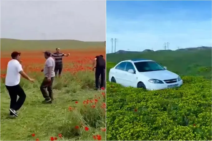 Qashqadaryoda lolazorni payhon qilib, raqsga tushganlar jarimaga tortildi