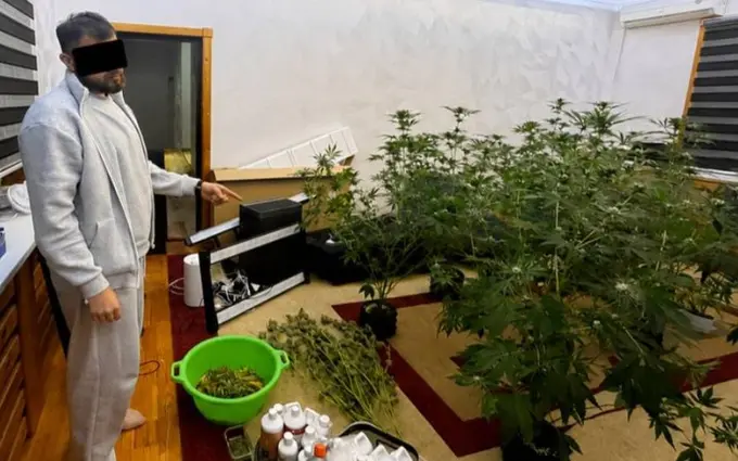 Toshkentdagi xonadonda kannabis yetishtirilayotgani aniqlandi