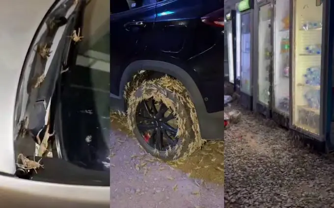 FVV O‘zbekistonning gʻarbiy hududlaridagi chigirtkalar galasiga izoh berdi