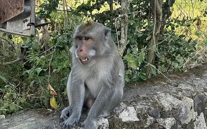 Balida maymun sayyohning telefonini o‘g‘irlab, o‘zini suratga oldi