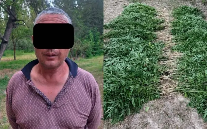 Namangandagi xonadon tomorqasidan 839 tup kannabis topildi