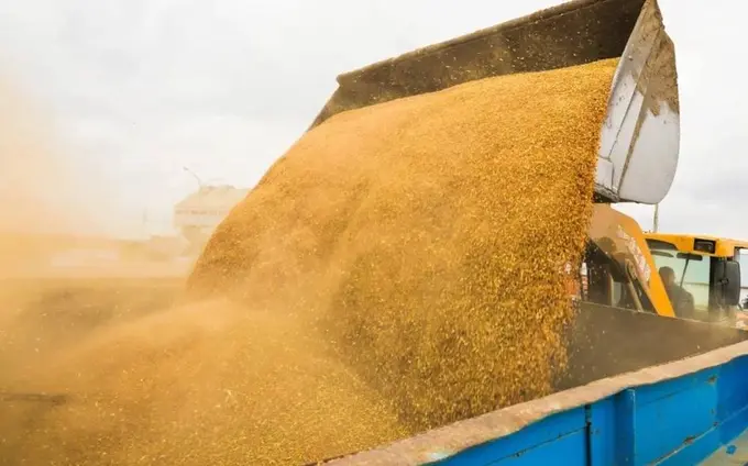 Kazakhstan’s grain and flour exports climb 12.6% to 13.9mn tons