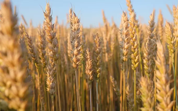 Tajikistan imports 661,000 tons of wheat amid falling production