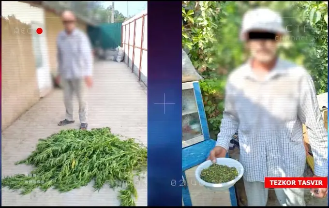 Янгийўлда иссиқхона ва томорқада каннабис етиштирган шахслар ушланди