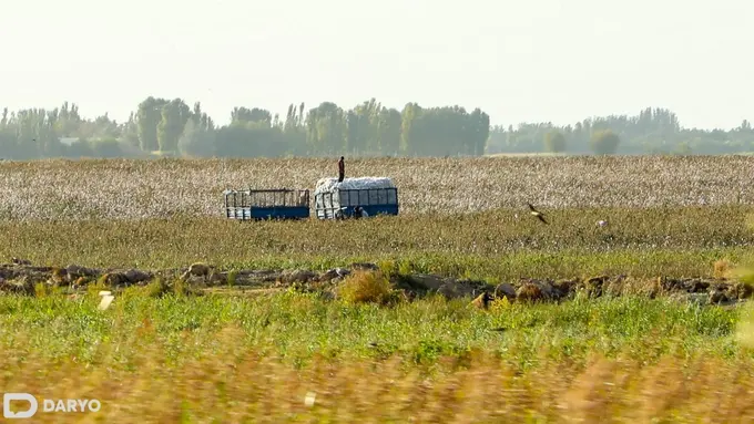 Uzbekistan steps up labor monitoring as cotton harvesting season begins